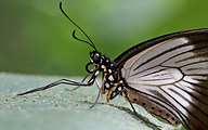 02 Saharan swallowtail (female, Papilo dardanus)